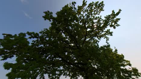 Weitwinkelaufnahme-Eines-Baumes-In-Einem-Grünen-Feld-An-Einem-Sonnigen-Sommertag-In-Zeitlupe