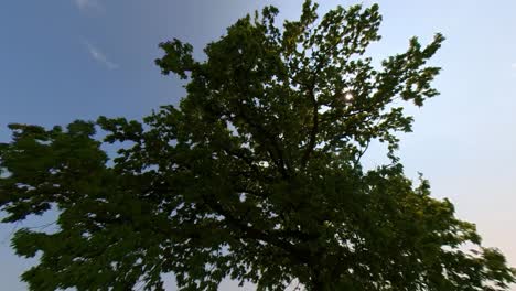 cámara lenta de gran ángulo fov disparo de un árbol en un campo verde en un soleado día de verano