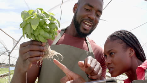holding basil plant, african american man and african american woman discussing hydroponic farming u
