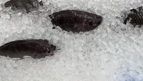 Raw-freshly-fishes-on-ice-for-sale-at-the-supermarket