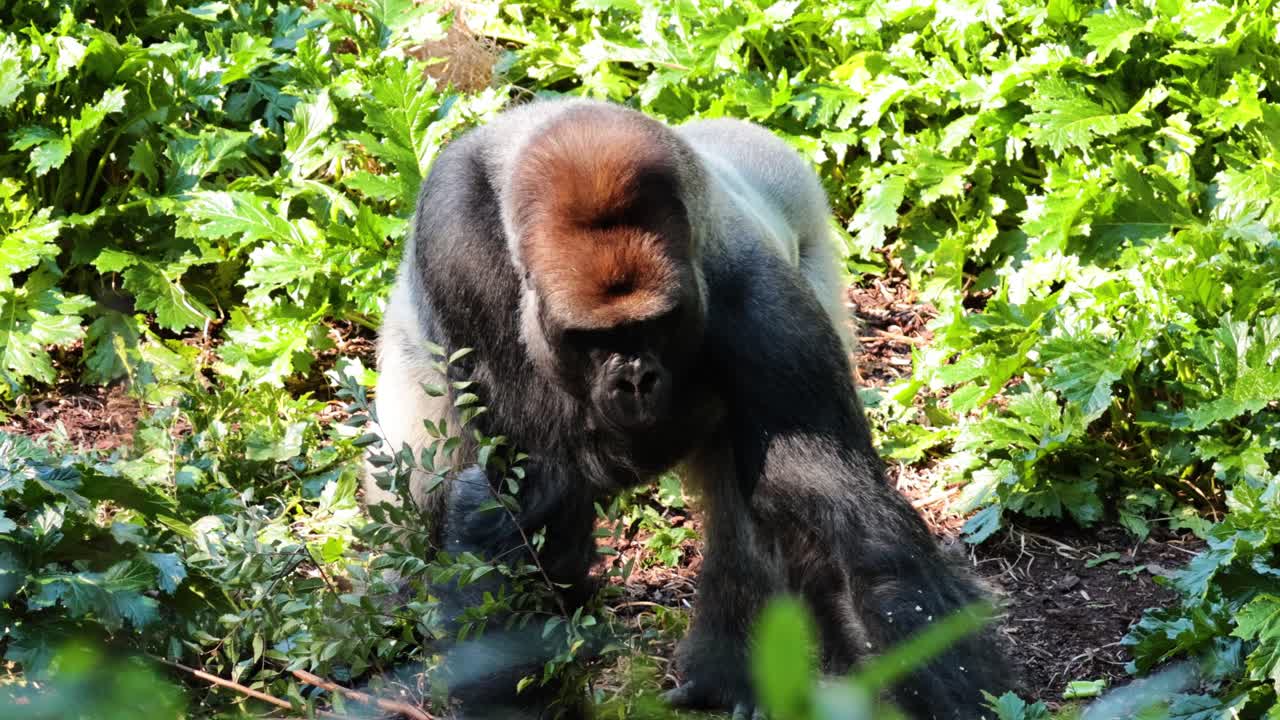 gorila buscando alimento y comiendo en la exuberante vegetación