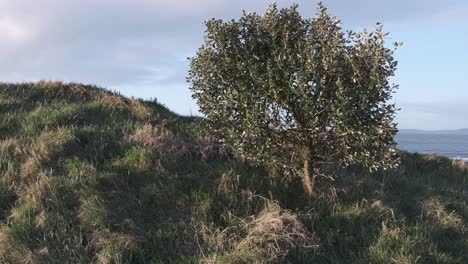 lonely tree on a grass covered sand dunes near the ocean edge in the early morning