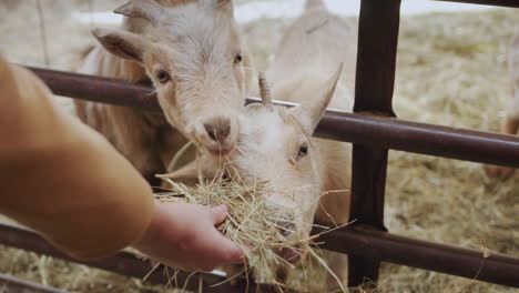 a woman treats delicious goat hay in a barn