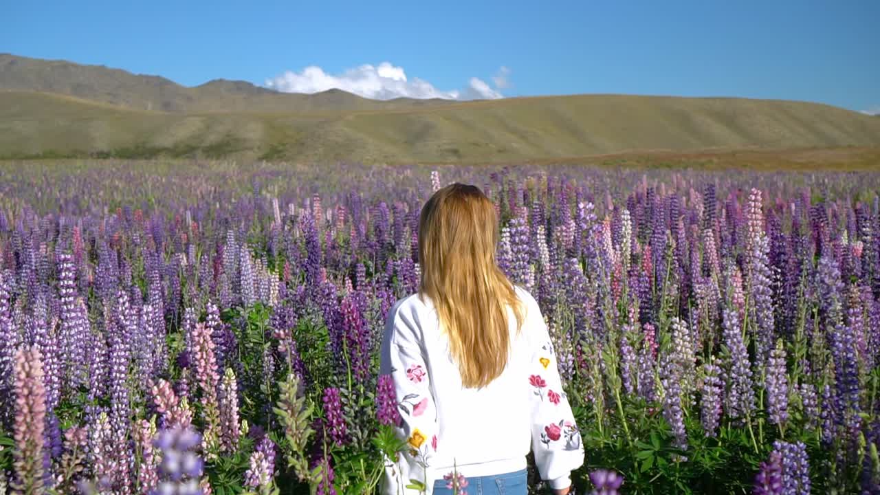Beautiful girl with long brown hair walks through blooming purple lupins field in Lake Tekapo, New Zealand