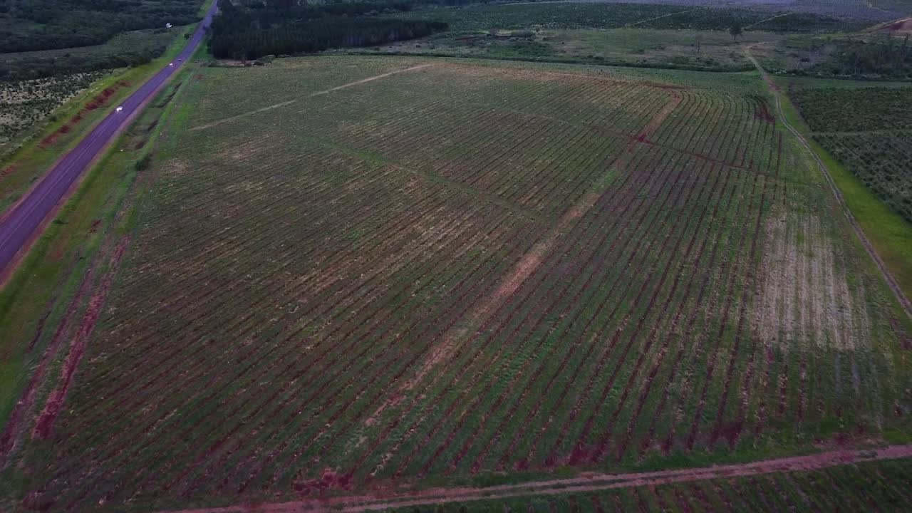 imágenes aéreas cautivadoras de la plantación de yerba mate