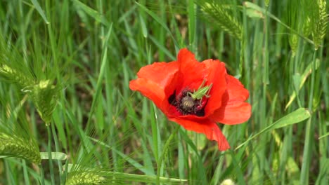 Grüne-Heuschrecke-Ruht-An-Einem-Windigen-Tag-In-Der-Wildnis-In-Einer-Wehenden-Roten-Blume,-Aus-Nächster-Nähe