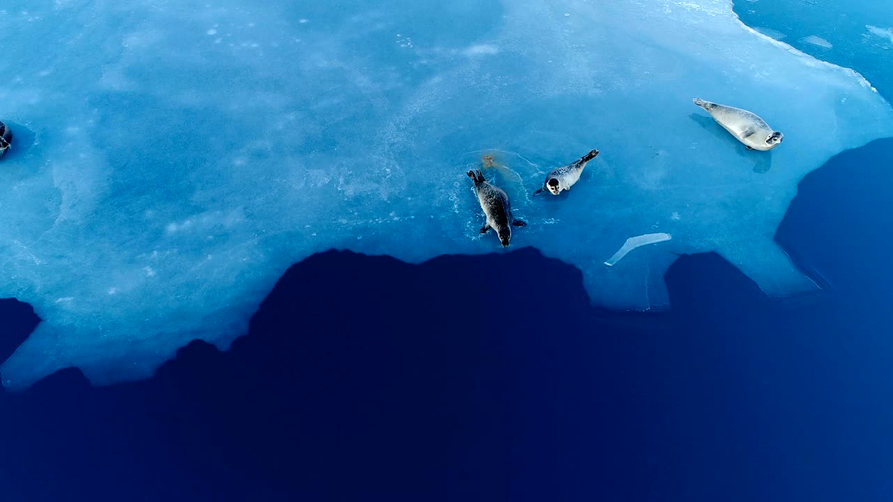 아이슬란드의 하 얼음 위에 있는 해파리 위에서 두 마리의 해파리가 파란 바다로 향하고 있습니다.