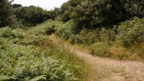 Küstenweg-Mit-Laub-Auf-Der-Insel-Saint-Agnes-Auf-Den-Scilly-Inseln