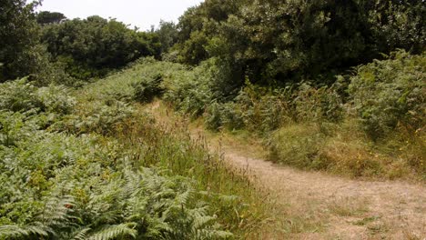 sendero costero con follaje en la isla de saint agnes en las islas scilly