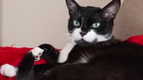 gato bicolor soñoliento acostado sobre una manta roja dentro de una casa - cerrar