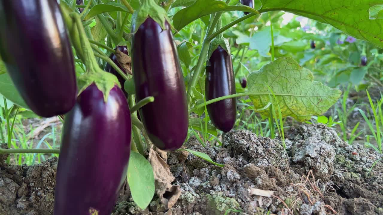 Tracking shot of shiny purple eggplant or brinjal growing in the field