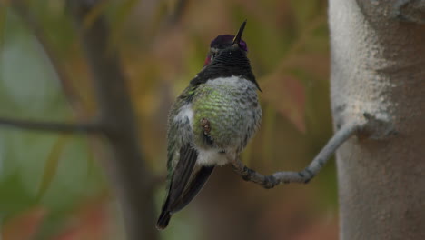 Close-up-side-profile-of-humming-bird-4k