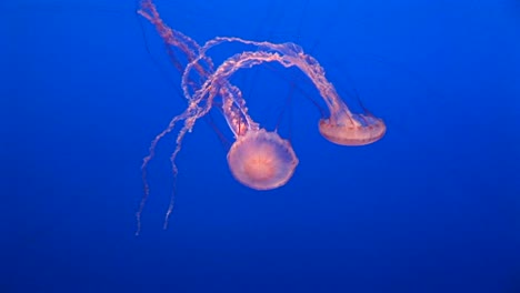 underwater shot of two jellyfish floating in the ocean