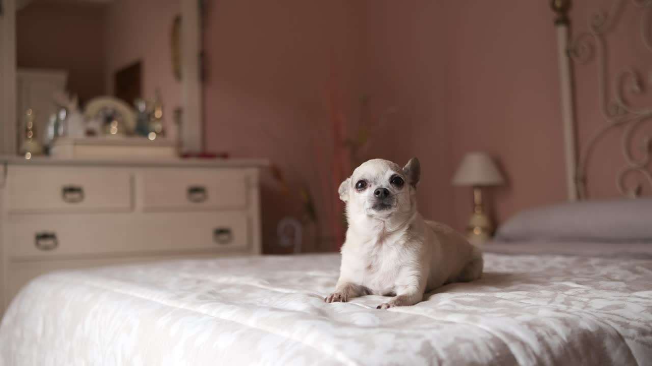 Cute white chihuahua dog sitting on cozy bed in bedroom