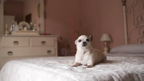 cute white chihuahua dog sitting on cozy bed in bedroom