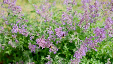 Wild-flowers-and-bees-together-in-slow-motion-scene