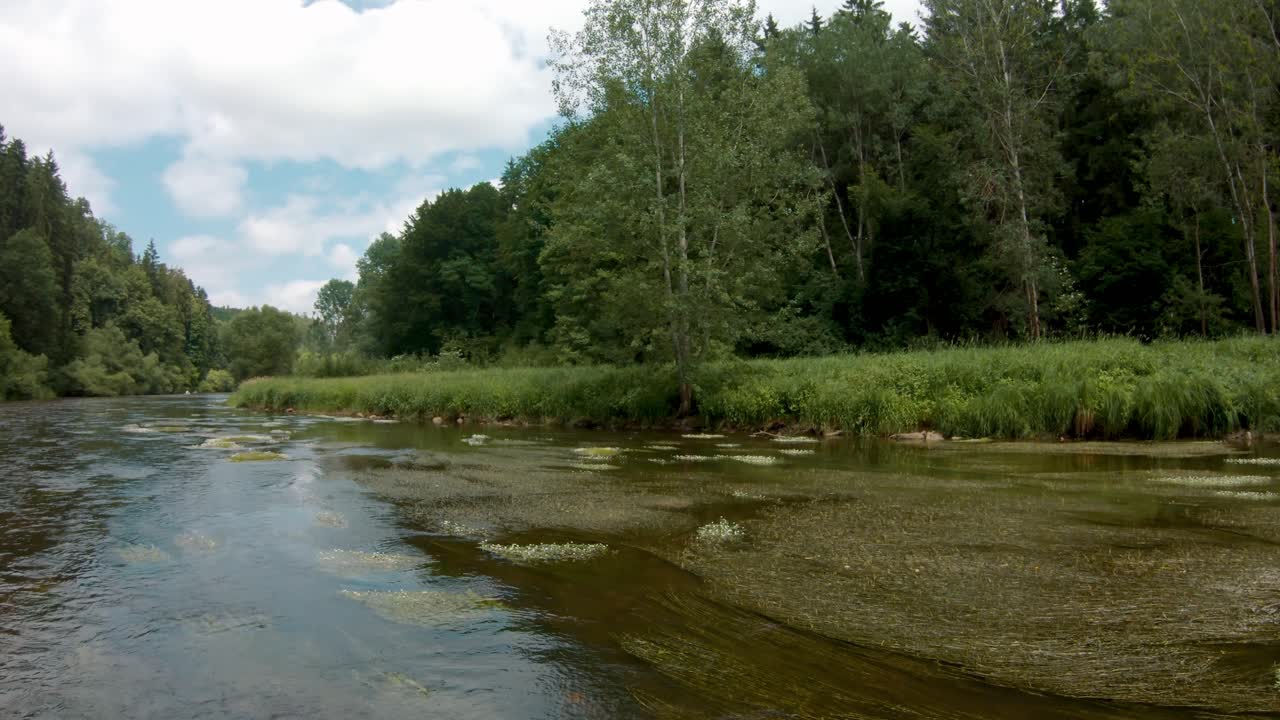 Bredden af Vltava-floden med alger og en skov i baggrunden