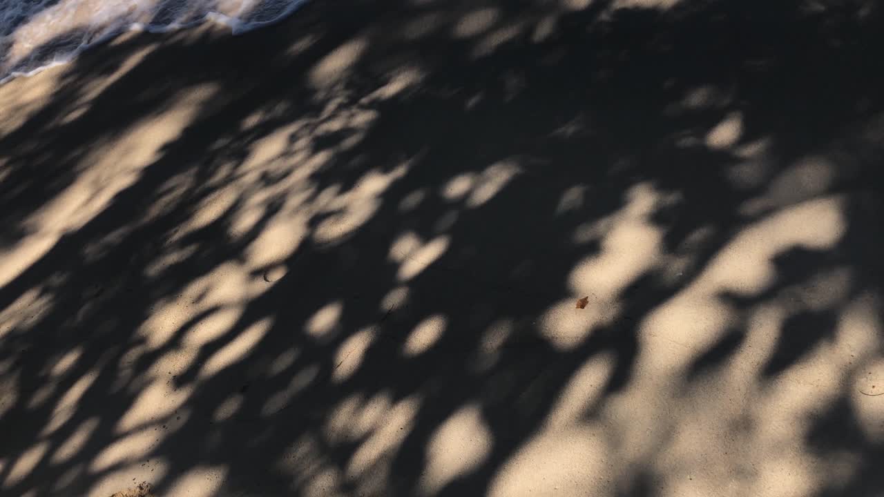 Artistic shadows of trees on the beach with a wave in slow motion crashing