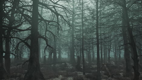 looped slow flight past a gloomy day forest