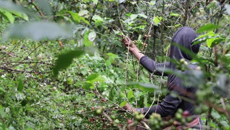 Coffee-picker-picking-ripe-coffee-cherries-off-of-the-coffee-bush