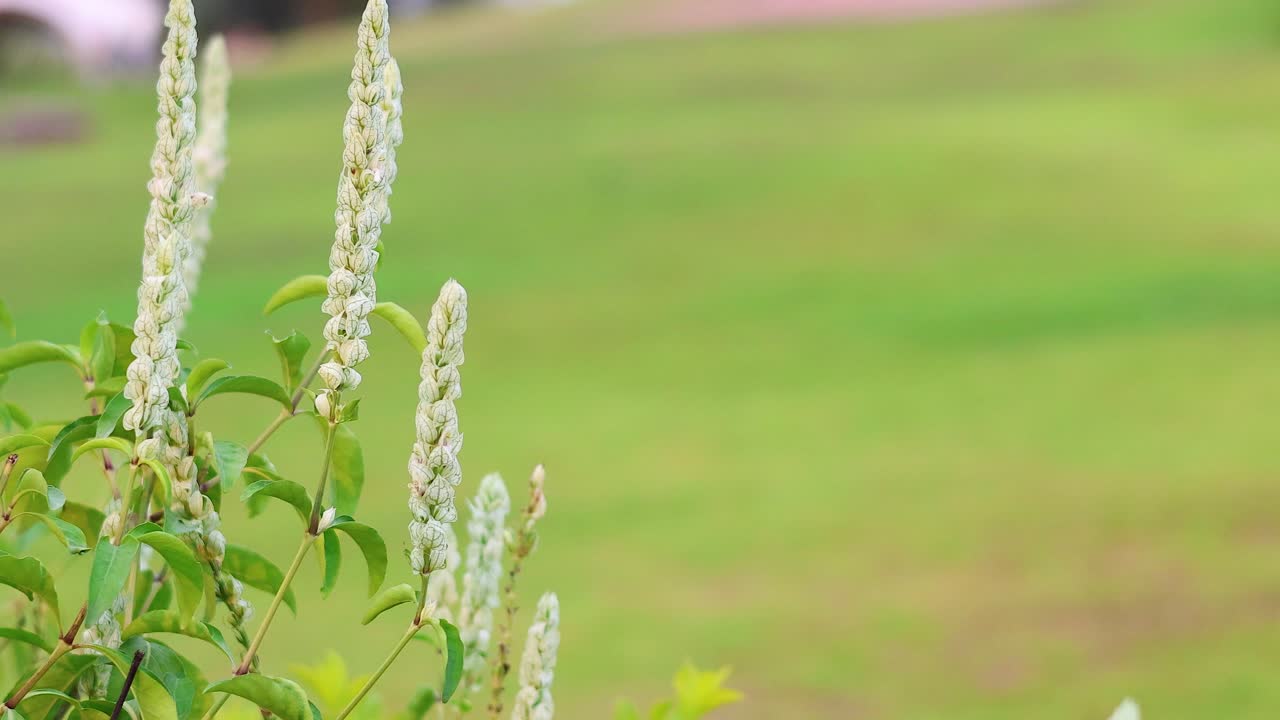 정원에서 꽃과 상호 작용하는 벌