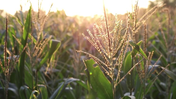 Beautiful scenic of corn field close-up at the