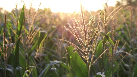 Beautiful-scenic-of-corn-field-close-up-at-the