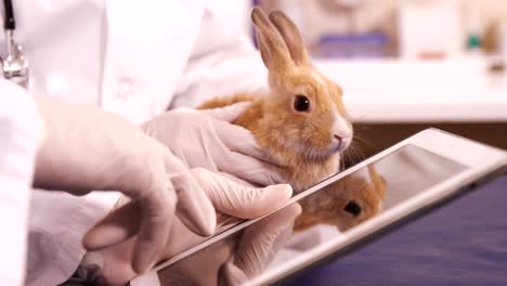 vets using a tablet