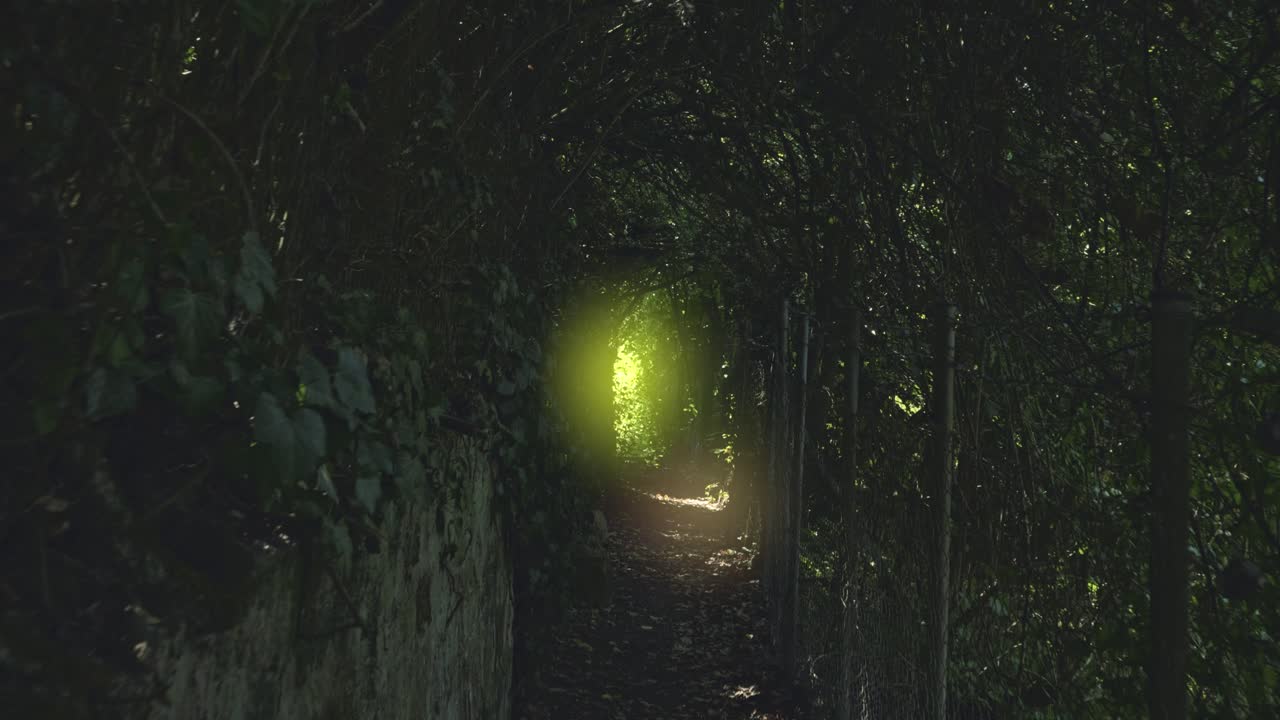 caminar a través de un bosque estrecho y oscuro con una luz brillante al final, explorando el camino de la selva inquietante