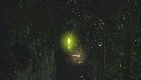 walk-through-dark-narrow-forest-with-glowing-light-at-the-end,-exploring-haunting-jungle-path