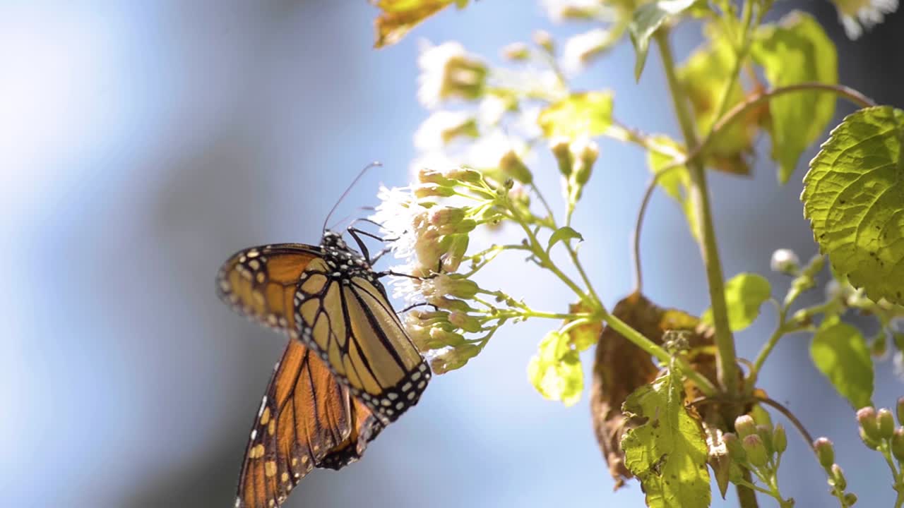 primer plano de una linda mariposa monarca comiendo néctar de una flor blanca