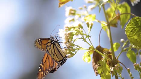 Primer-Plano-De-Una-Linda-Mariposa-Monarca-Comiendo-Néctar-De-Una-Flor-Blanca