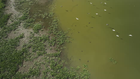 Waterbirds-Flying-Over-Hubler-Lake-In-Vernon-County,-Missouri,-United-States