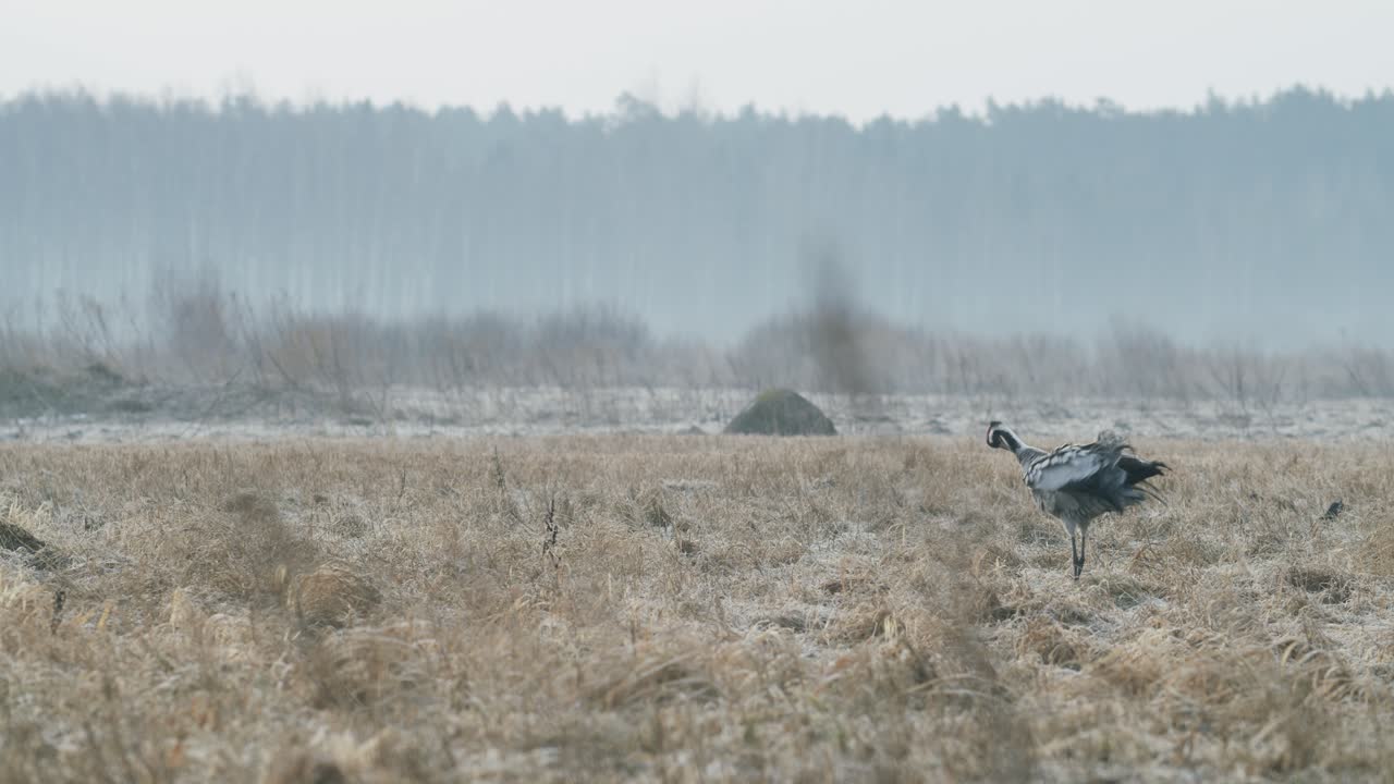 Gru comune (Grus grus) che cammina su un prato allagato con erba secca durante la migrazione di inizio primavera.