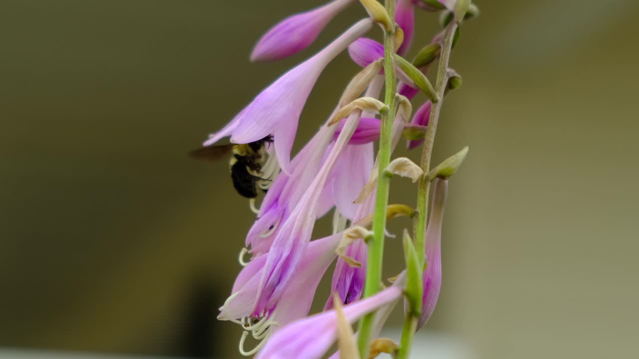 abejas polinizando hermosas flores púrpuras de hosta, wisconsin