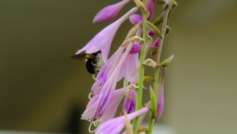 bumble-bee-pollinating-beautiful-purple-hosta-flowers,-Wisconsin