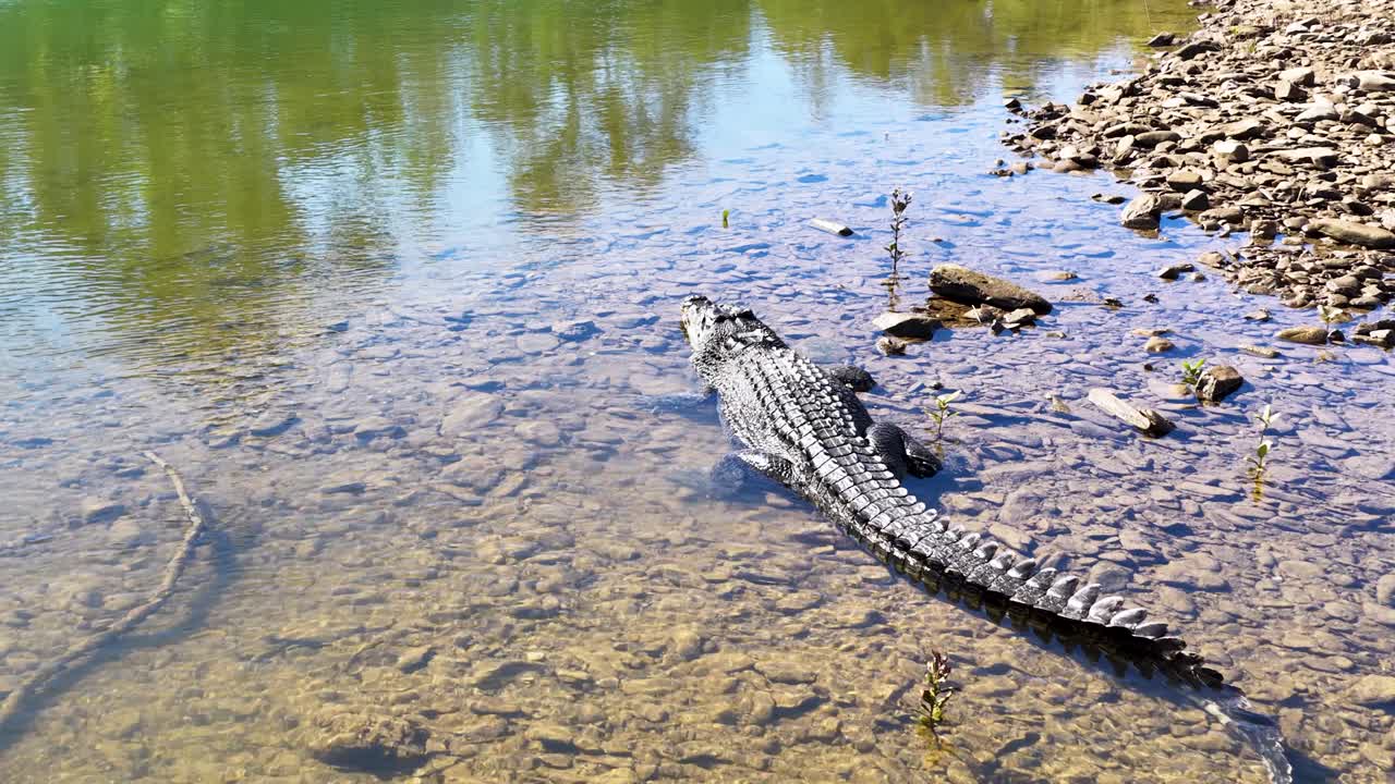 A saltwater crocodile moves into a river, captured in bright daylight with clear reflections and calm surroundings