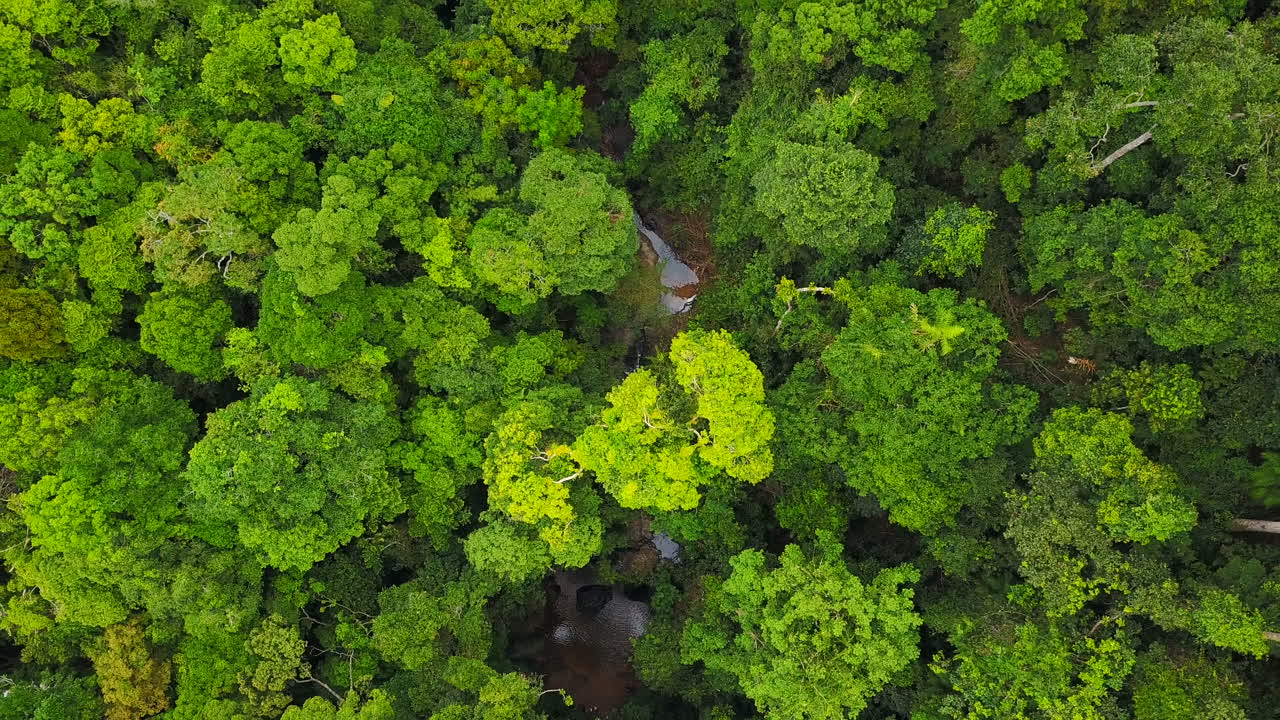 antena de volar sobre un hermoso bosque verde en un paisaje en tailandia