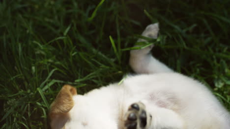 close-up view of caucasian woman hands petting and playing with a white labrador puppy on green grass in the park