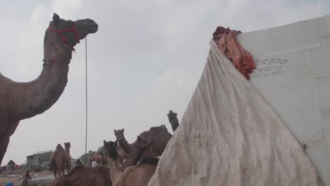 Caravan-of-camels-standing-and-siting-under-an-Indian-sky