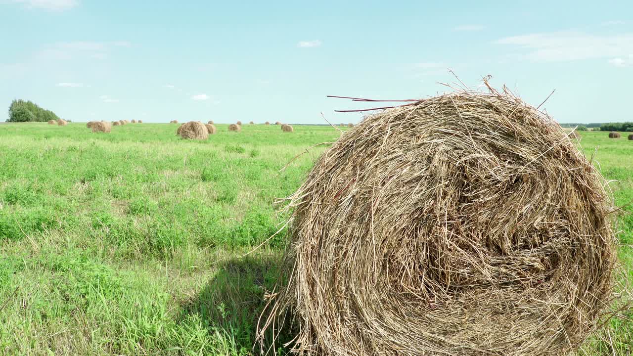 concepto de la agricultura. balas de heno en un prado. campo rural en verano con balas de hino