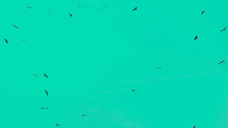 un grupo de aves migratorias volando contra un telón de fondo de un cielo teñido de sombras de cian - disparo de bajo ángulo