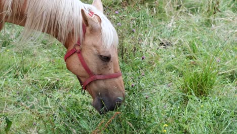 un caballo español pastando en asturias, en el norte de españa