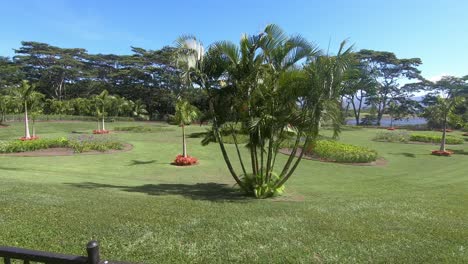 Passing-by-the-park-with-many-palm-trees-and-mowed-green-grass-on-sunny-day