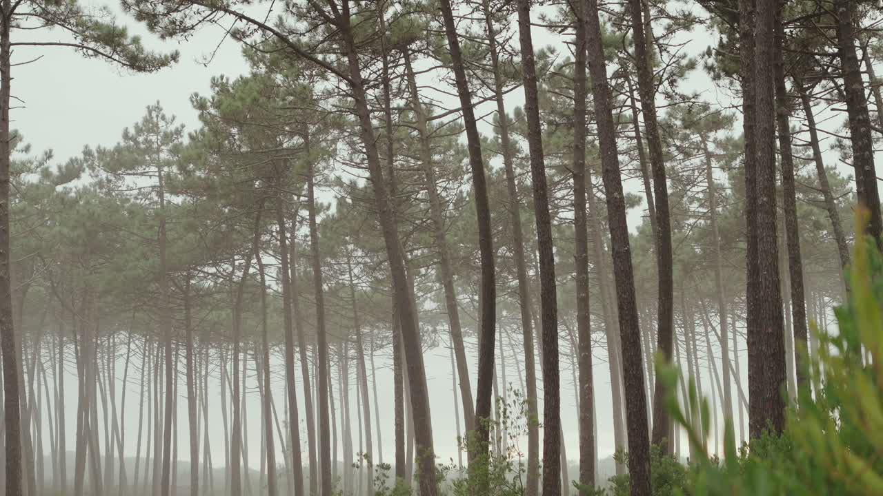 Misty morning among tall pine trees in the coastal forest of Maceda, Portugal