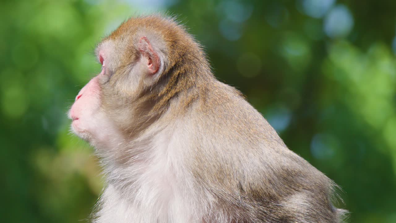 Rhesus macaque sits on log, turns head, yawns, in bright daylight forest closeup