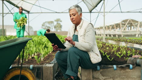 Gewächshaus,-Pflanzen-Und-Glückliche-Frau-Mit-Tablet