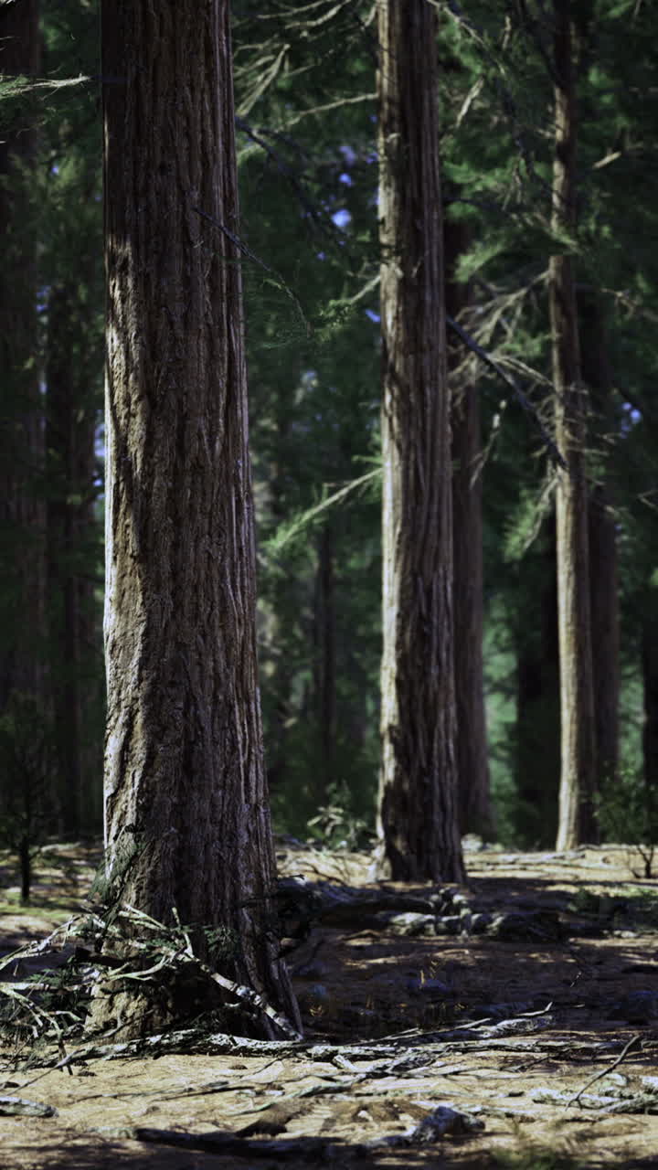 Una tranquilla foresta di sequoie emana forza e serenità senza tempo