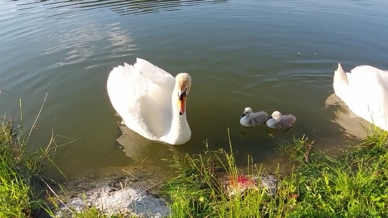 una familia de cisnes con tres bebés está nadando en un estanque y buscando comida, mientras yo pescaba carpas en el lago