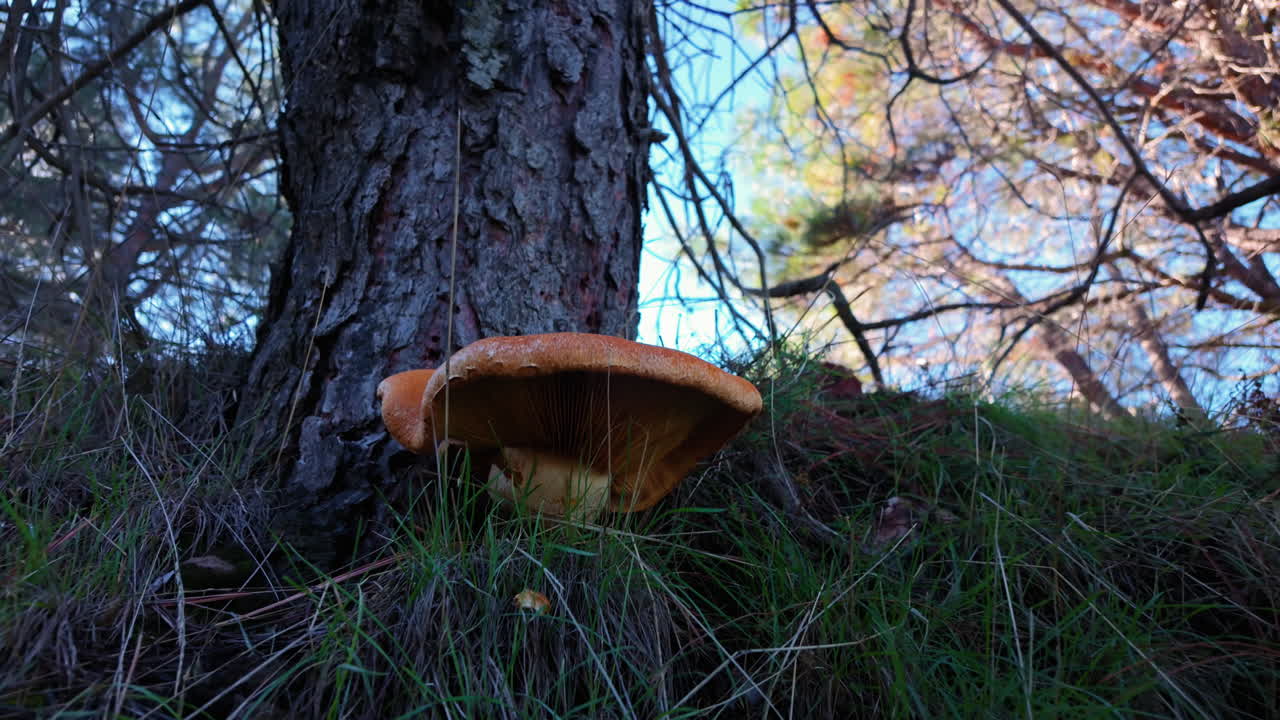 Orange Mushroom Growing at the Base of a Forest Tree